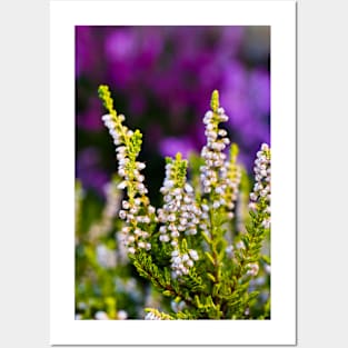 White heather Posters and Art